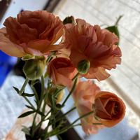 ラナンキュラス,ラナンキュラス　ラックス,切り花の画像