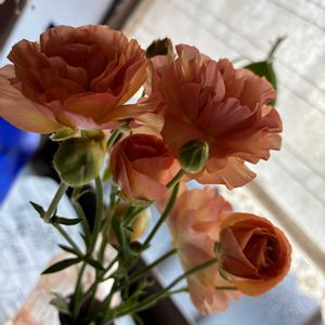 ラナンキュラス,ラナンキュラス　ラックス,切り花の画像