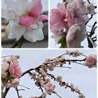 芝生,可愛い,癒される,花のある暮らし,癒しのひと時の画像