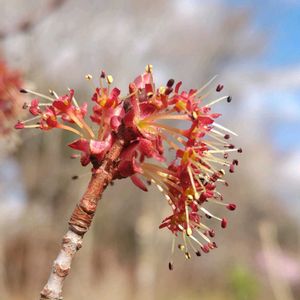 ハナノキ,山野草,花のある暮らし,可愛いお花,日本固有種の画像