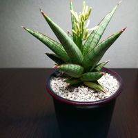 サンセベリア,サンセベリア・ロックマン,多肉植物,観葉植物,葉っぱの画像