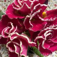 プリムラ ポリアンサの画像