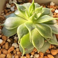 シルバースター,シルバースター,ピンクルビー,ピンクルビー,窓際の画像