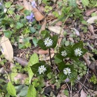 ヒトリシズカ,ヒトリシズカ,牧野植物園,素敵な出会い,季節を楽しむの画像