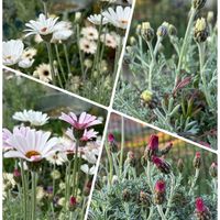 ローダンセマム・アフリカンアイズ,ローダンセマム・アフリカンアイズ,ボロニアピナータ,ボロニアピナータ,ローダンセマム リルピンクの画像