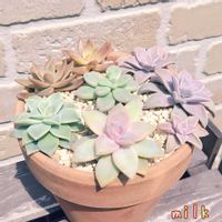 朧月,桜牡丹,カリフォルニアサンセット,薄氷,ダルマ秋麗の画像