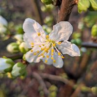 プルーンの画像