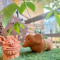 パキラ,シーサー祭の画像