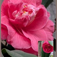 ツバキ,ツバキ,ネメシア,ライラック,ハナカイドウの画像