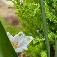 シバザクラ,スノーフレーク,バコパ,プリムラ,ラナンキュラスの画像