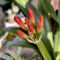 クンシラン,君子蘭,実家,実家の花,植物のある暮らしの画像