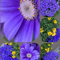 アネモネ,サイネリア,ハボタン,パンジー,虹の玉の画像