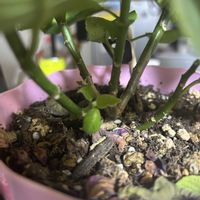 ポインセチアの画像