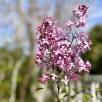 カリン,サクラ,ドウダンツツジ,ハナズオウ,ライラックの画像