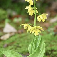 エビネ,キエビネ,山野草,奈良 春日大社,吉城園の画像