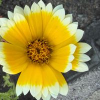 ガザニアの画像