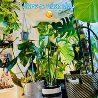 アンスリウム,ストレリチア,モンステラ,ストレリチア オーガスタ,フィロデンドロンの画像