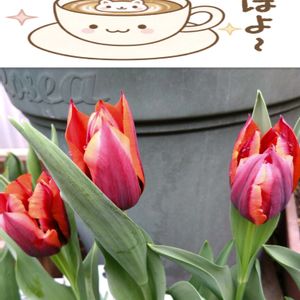 チューリップ,秋植え球根,プランター栽培,チューリップの蕾,チューリップの栽培の画像