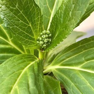 アジサイ,アジサイ,実生,つぼみ,ベランダ園芸の画像