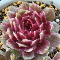 センペルビウム,センペルビウム,ギャラクシースター,ギャラクシースター,センペルビウム パーディーズの画像