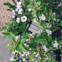 アネモネ,エリカ,ジンチョウゲ,ヒメリンゴ,ハオルチアの画像