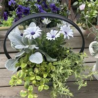 オステオスペルマム,リシマキア・リッシー,エンジェルウィング,シレネシェルピンクバリエガータ,寄せ植えの画像