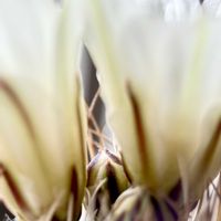 菊水,Strombocactus disciformis.,カクタス広瀬,金曜日の蕾たち,窓辺の画像