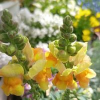 キンギョソウ,キンギョソウ,キンギョソウ,ボケ,モッコウバラの画像