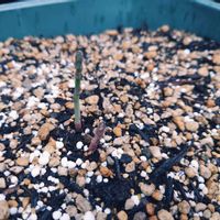 アスパラ,アスパラ,プランター野菜,家庭菜園の画像