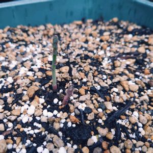 アスパラ,アスパラ,プランター野菜,家庭菜園の画像