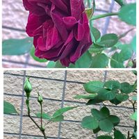 アジュガ,ビオラ,ルイ14世,ブラキカム ブラスコバイオレット,寄せ植えの画像