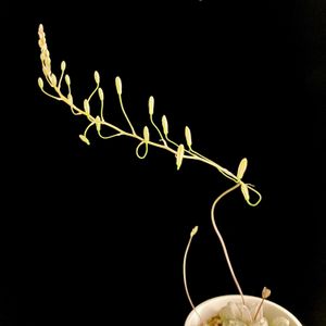 Bulbine mesembryanthoides,メセブリ,カクタス広瀬,金曜日の蕾たち,窓辺の画像