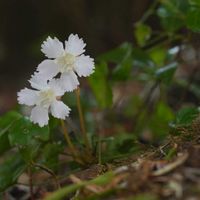リュウキンカ,コイワウチワ,植物園,山野草,野草の画像