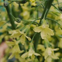 ブロッコリー,GSに感謝。,お花のある暮らし,春よ来い,元気に育ててますよの画像