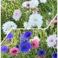 ヤグルマギクの画像