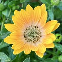 ビタミンカラー,#ガーデニング,エクステリアの画像