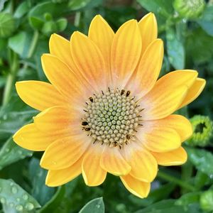 ビタミンカラー,#ガーデニング,エクステリアの画像