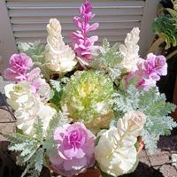 葉牡丹,寄せ植え,GSに感謝。,あれから…,お花は癒しの画像