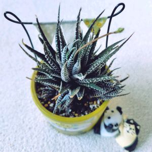 多肉植物,大好き,花芽,発見,かわいい♡の画像