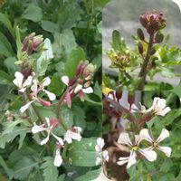 ルッコラ,無農薬栽培,心に笑顔の花を,金曜日の蕾たち,家庭菜園の画像