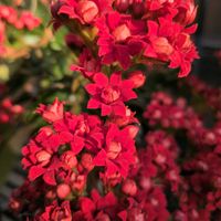 カランコエの画像