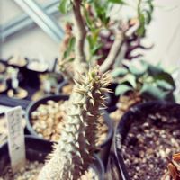 パキポディウム イノピナツム,パキポディウム イノピナツム,新芽,お目覚め,休眠からお目覚めですの画像