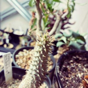 パキポディウム イノピナツム,パキポディウム イノピナツム,新芽,お目覚め,休眠からお目覚めですの画像