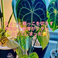 アンスリウム,アンスリウム クラリネルビウム,森林浴,熱帯植物,癒しの空間の画像