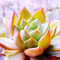 多肉植物,幸せの多肉,ありがとう♡︎⸜( ´ ꒳ ` )⸝♡︎,Love and Courage,Light alongの画像