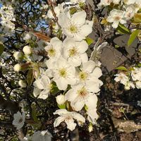 バイカウツギの画像