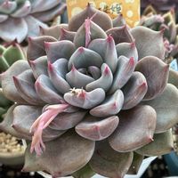 真珠姫×桃太郎,多肉植物,COZさん苗の画像