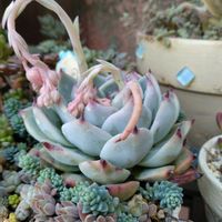 多肉いろいろ,多肉植物,金曜日の蕾たちの画像