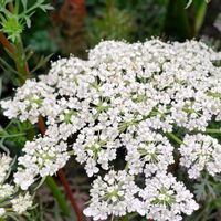 観葉植物,はなはな,花のある暮らし,花の写真,花のある生活の画像