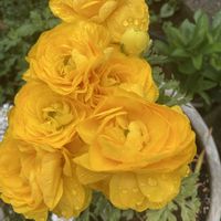 ガザニア,ラナンキュラス,今を生きる,オジさん顔ビオラ・パンジー,人に優しくの画像